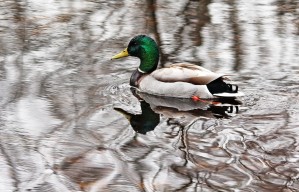 Mr Mallard